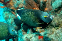 St. Croix, Aquarium, D-70s with strobe by Larry Polster 